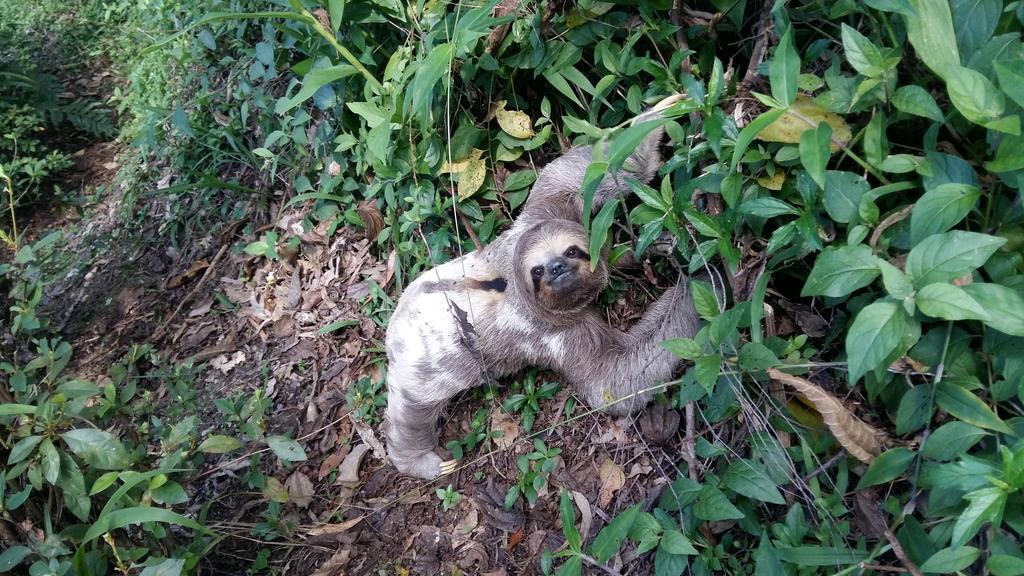 Teresópolis Pousada Terra Do Amor מראה חיצוני תמונה